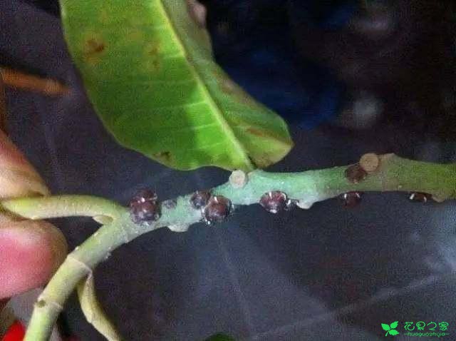买了几十块的农药都杀不死的蚧壳虫,没想家里这些东西一次性杀死! 。。。