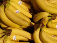香蕉的病虫防治