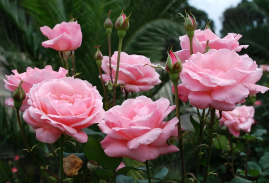 <a href='https://www.861230.com/guanhuazhiwu/44.html' target='_blank'><u>月季</u></a>图片