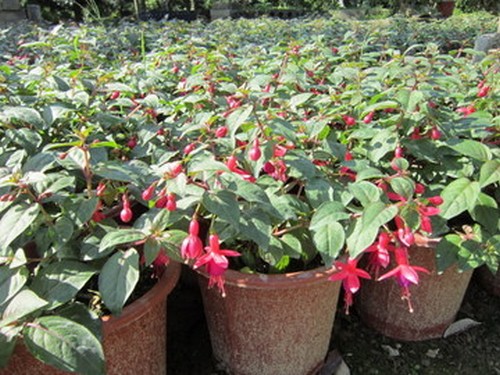 <a href='https://www.861230.com/guanhuazhiwu/6782.html' target='_blank'><u>吊钟花</u></a>图片