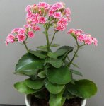 伽蓝菜简介