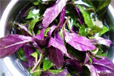 紫背菜不能和什么同吃 功效作用有哪些