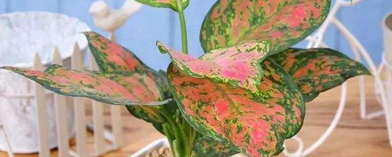 给如意浇水的方法
