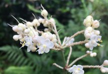 杜若的花语和寓意