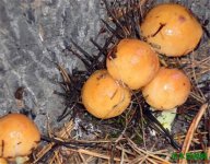 松蘑的营养价值 松蘑图片和食用禁忌