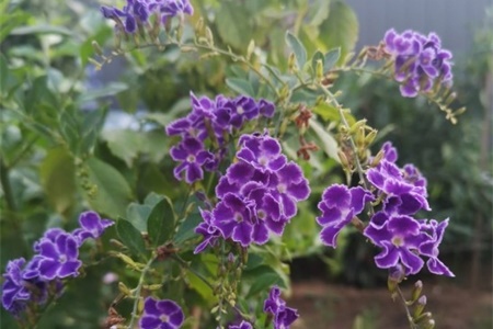 蕾丝金露花