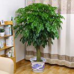 富贵树生虫怎么办？