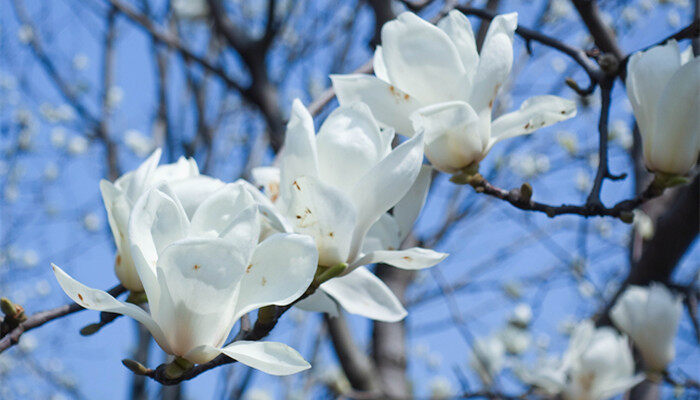 <a href='https://www.861230.com/guanhuazhiwu/6633.html' target='_blank'><u>白玉兰</u></a>图片