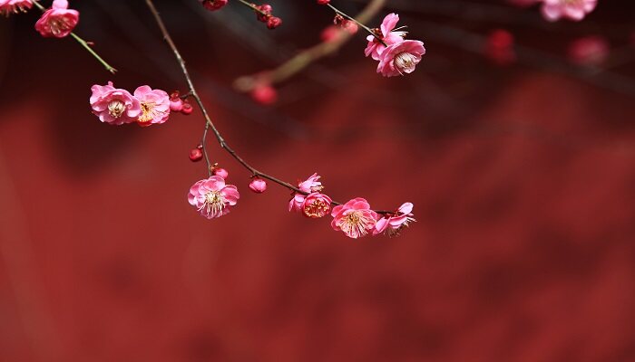<a href='https://www.861230.com/guanhuazhiwu/9.html' target='_blank'><u>梅花</u></a>