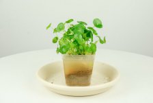 家里最旺财的十种花