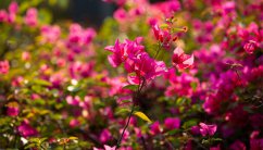 杜鹃花干叶掉叶是什么原因