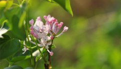 丁香花什么季节开花