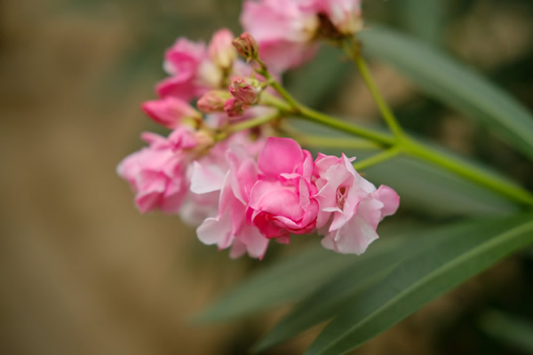 <a href='https://www.861230.com/guanhuazhiwu/6599.html' target='_blank'><u>彼岸花</u></a>