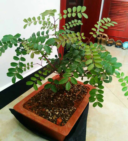 清香木图片
