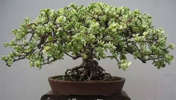 金枝玉叶植物盆景的介绍