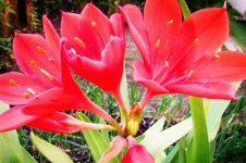 什么干花招财 哪些干花寓意好