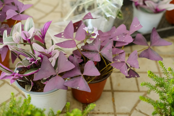 紫叶酢浆草的花语和寓意