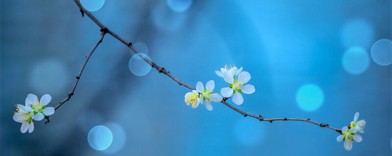 <a href='https://www.861230.com/guanhuazhiwu/6733.html' target='_blank'><u>千鸟花</u></a>