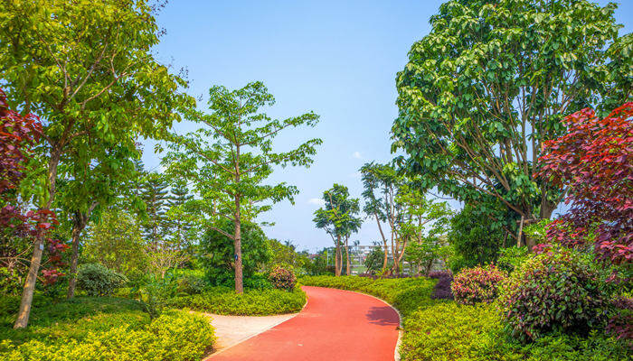 橡皮树