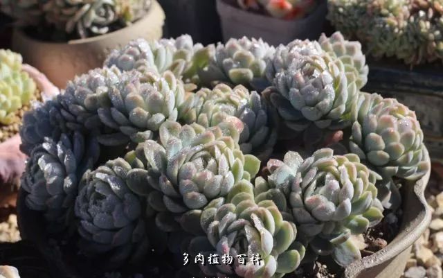 伊利亚/水晶,最常见的缀化