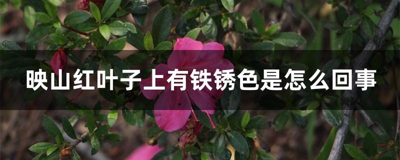 <a href='https://www.861230.com/guanhuazhiwu/31.html' target='_blank'><u>映山红</u></a>叶子上有铁锈色是怎么回事
