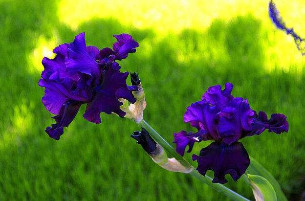 香根鸢尾的功效和作用，法国国花能观赏切花/制作天价香水