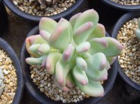 多肉植物品种及图片——三日月美人(苹果美人)