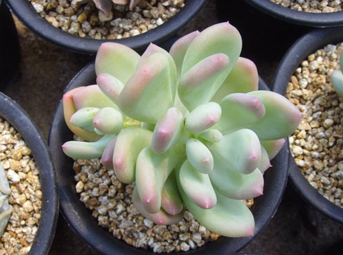 多肉植物品种及图片——三日月美人(苹果美人)