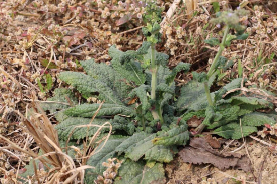 荔枝草