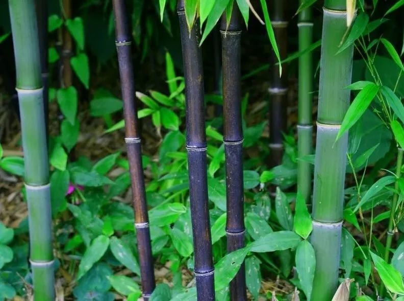 紫竹