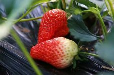 盆栽草莓自制肥料方法