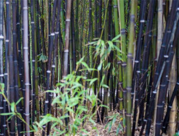 紫竹