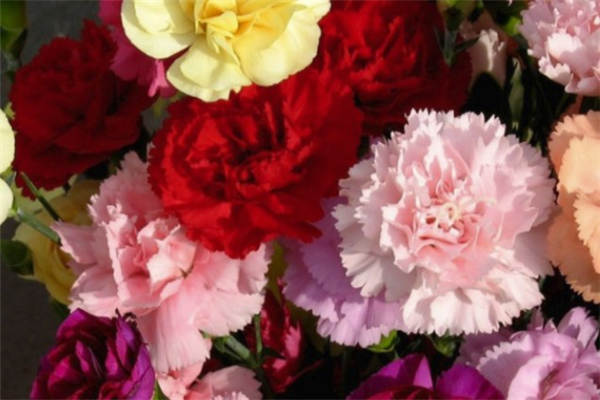 <a href='https://www.861230.com/guanhuazhiwu/6623.html' target='_blank'><u>紫荆</u></a>花的花语是什么?<a href='https://www.861230.com/guanhuazhiwu/6623.html' target='_blank'><u>紫荆</u></a>花的寓意和象征