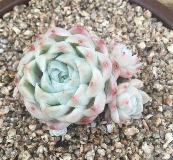 白月影,阿尔巴月影