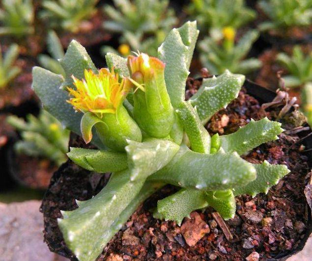 芳香波的养殖方法和繁殖方法