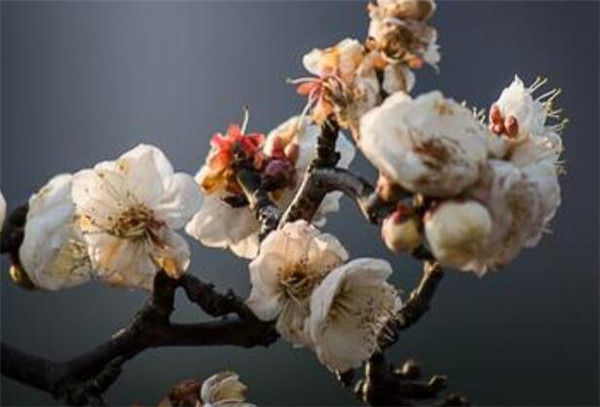 龙游<a href='https://www.861230.com/guanhuazhiwu/9.html' target='_blank'><u>梅</u></a>和游龙<a href='https://www.861230.com/guanhuazhiwu/9.html' target='_blank'><u>梅</u></a>的区别 龙游<a href='https://www.861230.com/guanhuazhiwu/9.html' target='_blank'><u>梅</u></a>怎么养