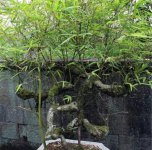 盆栽竹子种类名称及图片 竹子的用途和功效价值