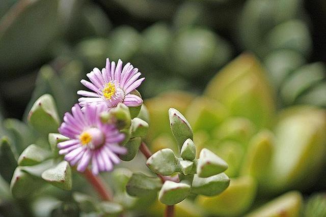 白凤菊
