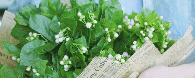 <a href='https://www.861230.com/guanhuazhiwu/10.html' target='_blank'><u>茉莉花</u></a>