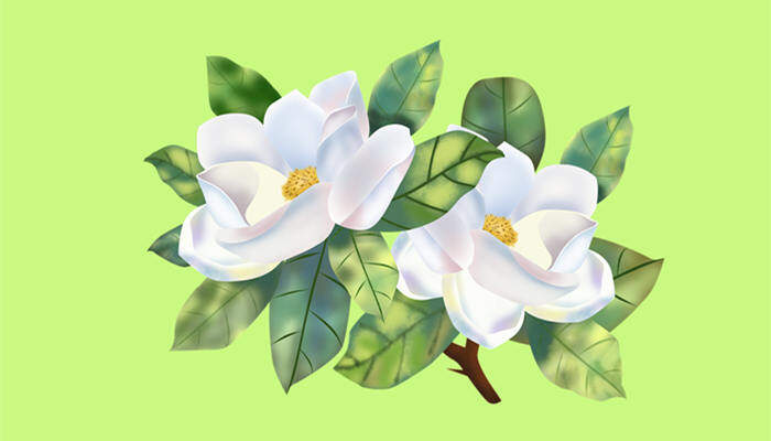<a href='https://www.861230.com/guanhuazhiwu/11.html' target='_blank'><u>栀子花</u></a>图片
