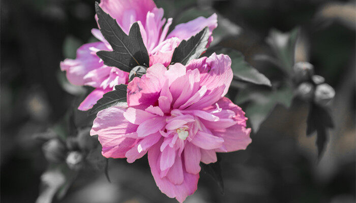 <a href='https://www.861230.com/guanhuazhiwu/6626.html' target='_blank'><u>木槿</u></a>花图片