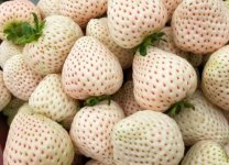 雪兔草莓品种介绍
