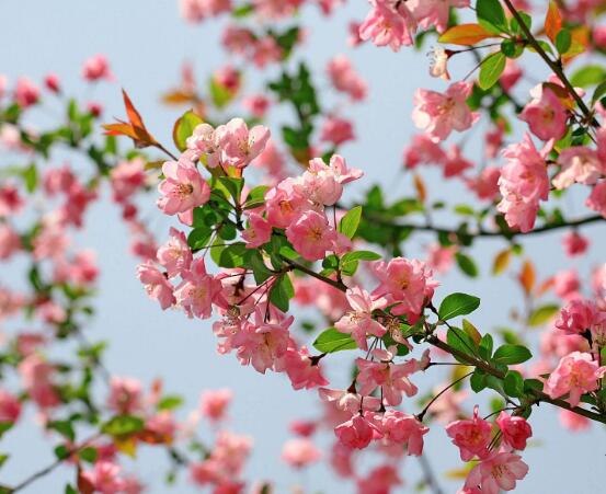 家里不能养海棠花是一种迷信说法