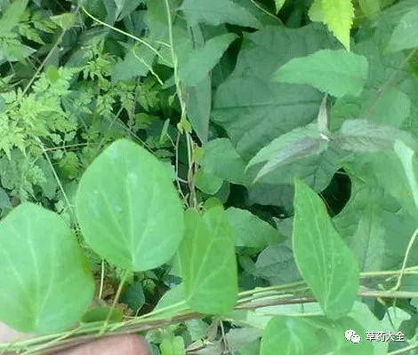 金锁匙图片赏析 功效与作用以及形态特征