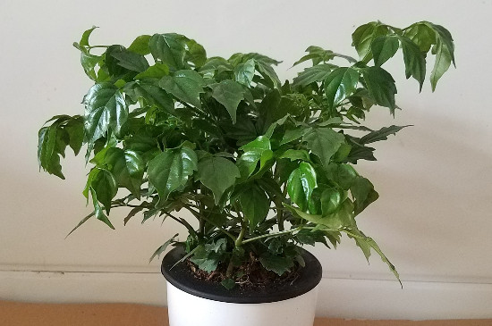 幸福树图片