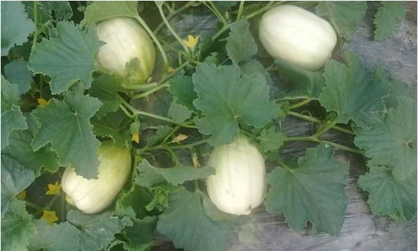 甜瓜叶片有小黄点怎么了