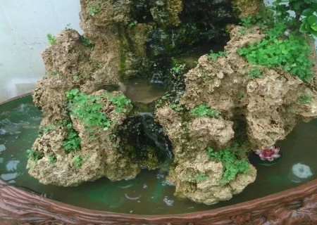 上水石怎么养青苔