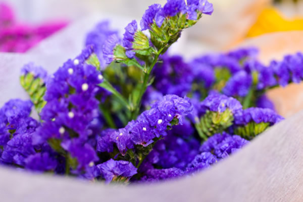 <a href='https://www.861230.com/guanhuazhiwu/6586.html' target='_blank'><u>勿忘我</u></a>花语
