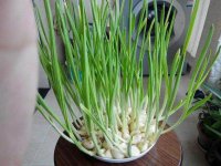 蒜苗籽种植方法