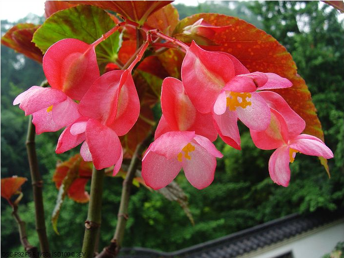 竹节海棠图片